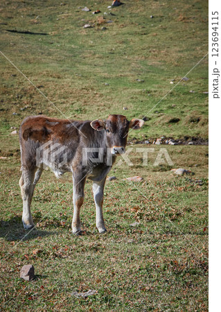 Calf portrait, baby cow on grassy field Calf portrait, baby cow on grassy field 123694115