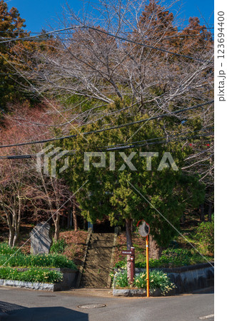 石座神社　水仙が咲く神社の入口　鶴巻温泉　 123694400
