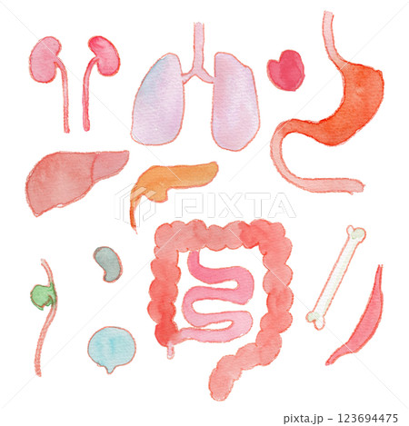 内臓パーツの水彩イラスト 内臓パーツの水彩イラスト 123694475