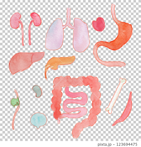 内臓パーツの水彩イラスト 内臓パーツの水彩イラスト 123694475