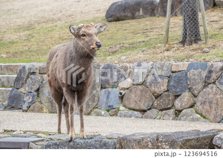若草山山麓の鹿（オス）　奈良市奈良公園 123694516