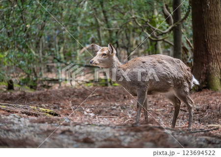 春日大社参道の鹿　奈良市奈良公園 123694522