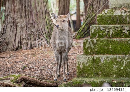 春日大社参道の鹿　奈良市奈良公園 123694524