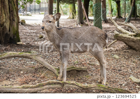 春日大社参道の鹿　奈良市奈良公園 123694525