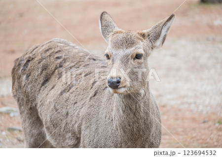 奈良公園の鹿 奈良市 奈良公園の鹿 奈良市 123694532