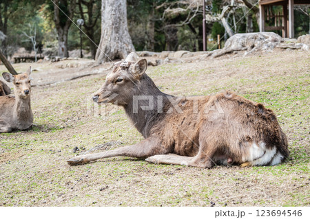 奈良公園の鹿（オス）　奈良市 123694546