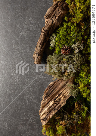 Abstract north nature scene with a composition of lichen, moss, and old snags on a stone background. Abstract north nature scene with a composition of lichen, moss, and old snags on a stone background. 123694571