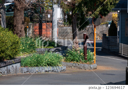 田舎町に咲く水仙　鶴巻温泉　石座神社 123694617