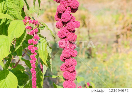 Amaranthus caudatus of purple color. Growing plant protein in rural garden. Farming. Cottage garden. 123694672