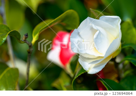 ツバキ（祝いの盃）_6716 123694864