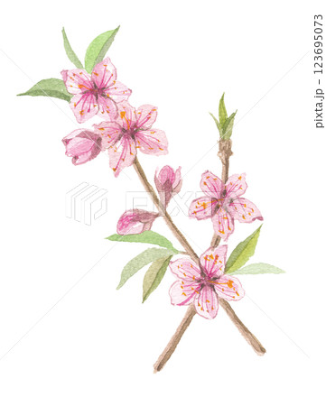 水彩で描いた桃の花　枝 123695073