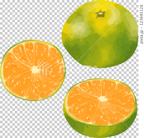 Hand-drawn early mandarin oranges Hand-drawn early mandarin oranges 123695128