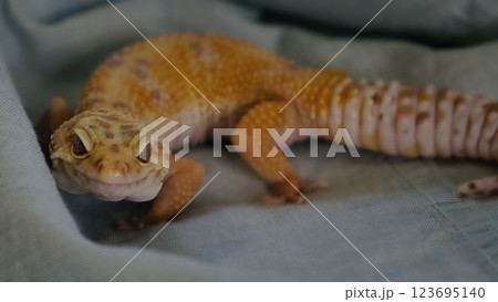 gecko gazes forward with a seemingly playful smile, capturing the curiosity and relaxed demeanor of this reptile. The moment emphasizes the gentle connection between humans and their exotic companions 123695140