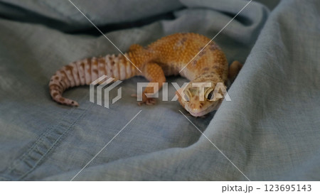 close-up of a gecko with a curious and content expression, lying on a soft surface. This image highlights the unique personality and charm of exotic pets in a home environment. 123695143