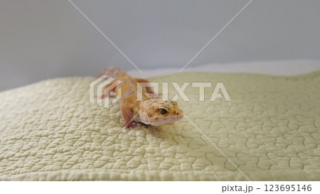 gecko crawls across a soft, textured surface, embodying the connection between the wild and domestic life. This image highlights the adaptability of exotic creatures in a home environment. 123695146