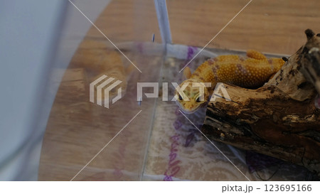 gecko in a terrarium interacts with its environment, reaching up with an expressive tongue flick. The image reflects the innate curiosity of creatures adapting to artificial habitats. 123695166