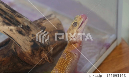 A curious gecko stretches upward with its tongue out, exploring its environment. This moment captures the essence of discovery and adaptation in a controlled habitat. A curious gecko stretches upward with its tongue out, exploring its environment. This moment captures the essence of discovery and adaptation in a controlled habitat. 123695168