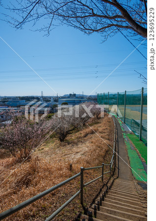 ぼうさいの丘公園に咲く梅林 ぼうさいの丘公園に咲く梅林 123695229