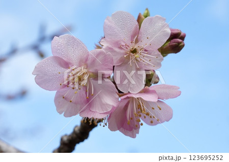 青空に映える河津桜 アップ 青空に映える河津桜 アップ 123695252
