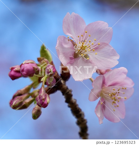 青空に映える河津桜 アップ 青空に映える河津桜 アップ 123695323