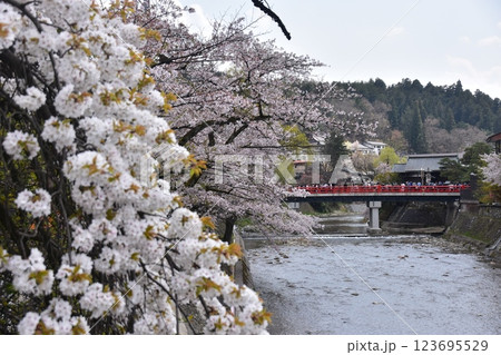 岐阜県高山市　春の高山祭　美しい桜吹雪と中橋を渡る屋台を待つ観客　強風で舞う桜の花びら 123695529