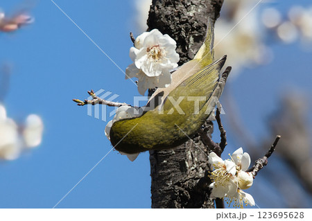 梅の花の蜜を吸うメジロ 123695628