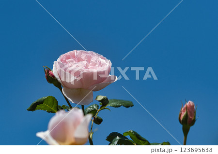 青空に映えるバラ 青空に映えるバラ 123695638