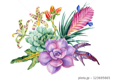 succulents, exotic leaf isolated background, tropical green plant illustration, hand painted nature foliage clipart 123695665