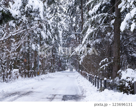 冬の軽井沢 雪景色の雲場池通り 冬の軽井沢 雪景色の雲場池通り 123696131