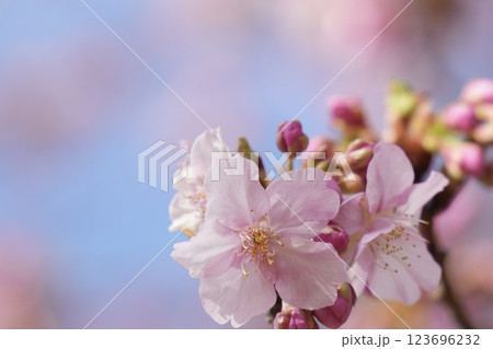 青空に映えるふんわり河津桜 アップ 青空に映えるふんわり河津桜 アップ 123696232