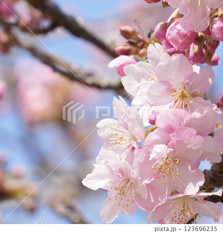 青空を背景にした河津桜 青空を背景にした河津桜 123696235