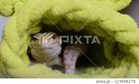 A close-up of a leopard gecko nestled inside a green fabric hideaway, showcasing its vibrant textures and curious nature. The photo connects with themes of care and exotic pet companionship. A close-up of a leopard gecko nestled inside a green fabric hideaway, showcasing its vibrant textures and curious nature. The photo connects with themes of care and exotic pet companionship. 123696278