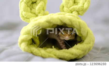 A leopard gecko peeks out from a soft, green fabric tunnel, its curious gaze creating a playful scene. This photo highlights the comfort and quirky personality of exotic pets in cozy settings. 123696280