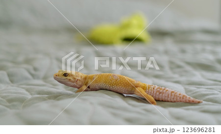 A leopard gecko rests on a patterned fabric, its intricate scales in focus. This photo emphasizes the fascination with exotic creatures and their adaptability to indoor spaces. 123696281