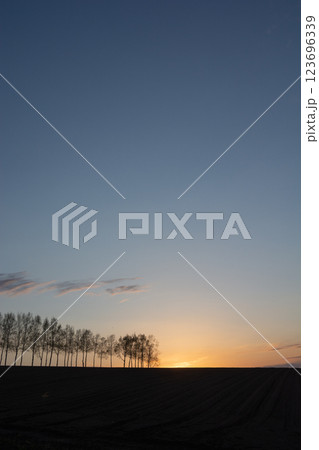 美しい春の夕暮の空とシラカバ並木 123696339