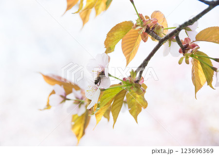 満開のサクラの花 123696369