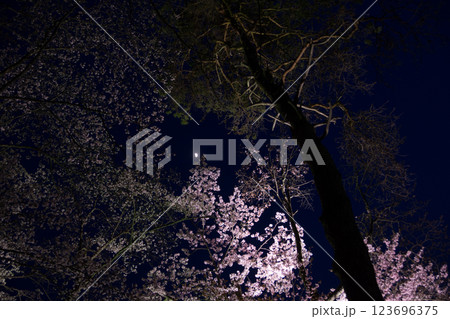 ライトアップされた夜の桜 ライトアップされた夜の桜 123696375