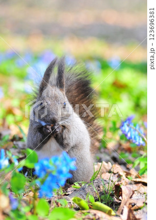 春の野草に囲まれたエゾリス 123696381