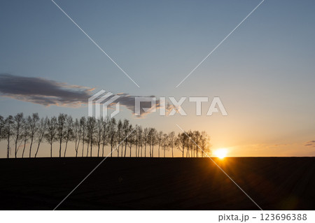 美しい春の夕暮の空とシラカバ並木 123696388