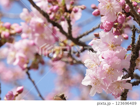 青空を背景にした河津桜 123696489