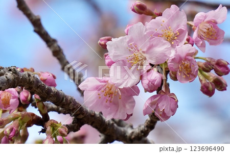 青空を背景に咲く河津桜 青空を背景に咲く河津桜 123696490