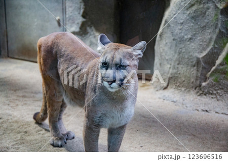 神戸どうぶつ王国のクーガー（ピューマ） 123696516