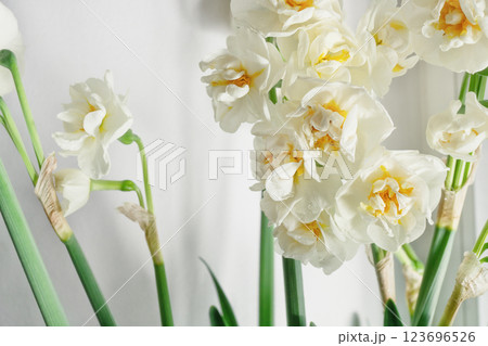 White flowers blossom 123696526