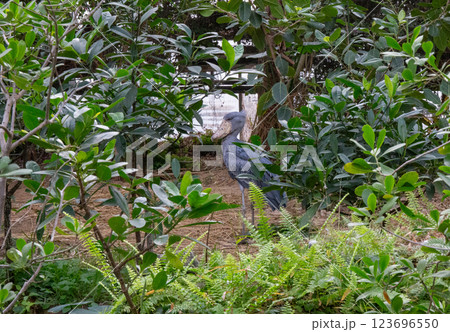 神戸どうぶつ王国のハシビロコウ 神戸どうぶつ王国のハシビロコウ 123696550