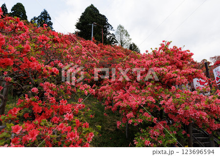 天王神社の山つつじ(青森県七戸町) 天王神社の山つつじ(青森県七戸町) 123696594