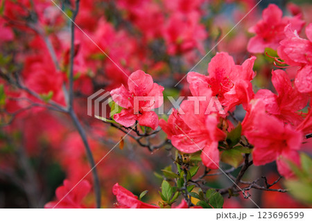 天王神社の山つつじ(青森県七戸町)アップ 天王神社の山つつじ(青森県七戸町)アップ 123696599