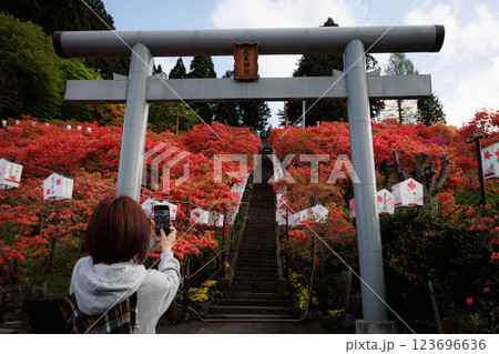 七戸町の山つつじ(天王神社) 七戸町の山つつじ(天王神社) 123696636
