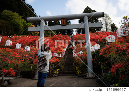 天王神社の山つつじ(七戸町) 天王神社の山つつじ(七戸町) 123696637