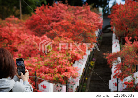 天王神社の山つつじ(七戸町) 天王神社の山つつじ(七戸町) 123696638