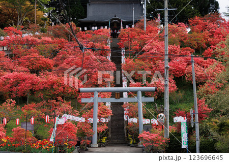七戸町の山つつじ（天王神社） 123696645